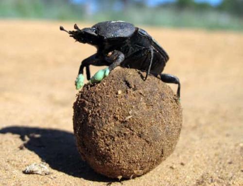 Можно ли вносить свежий навоз на грядки осенью. Правила осеннего внесения навоза 02