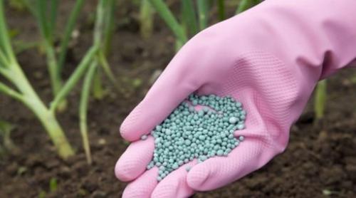 Когда вносить навоз в теплицу. Самые популярные удобрения для тепличного грунта