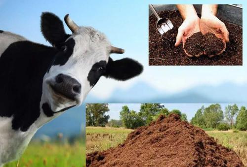 Когда лучше вносить навоз осенью или весной. Когда вносят перегной: осенью или весной, правила внесения удобрений 03