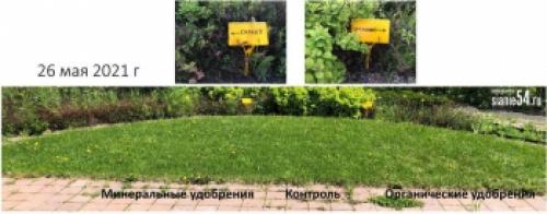 Какие растения не рекомендуется удобрять конским навозом