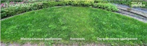 Какие растения не рекомендуется удобрять конским навозом