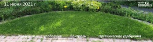 Какие растения не рекомендуется удобрять конским навозом