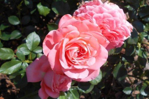 30 лучших сорта роз флорибунда. Роза флорибунда (60 фото): виды, посадка и уход в открытом грунте