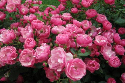 30 лучших сорта роз флорибунда. Роза флорибунда (60 фото): виды, посадка и уход в открытом грунте