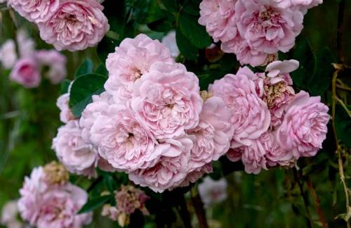 Самые красивые розы в мире. Самые красивые в мире розы 06