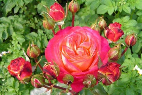 30 лучших сорта роз флорибунда. Роза флорибунда (60 фото): виды, посадка и уход в открытом грунте