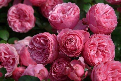 30 лучших сорта роз флорибунда. Роза флорибунда (60 фото): виды, посадка и уход в открытом грунте