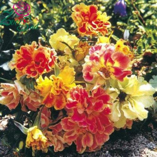 Самая необычная роза. Топ 10 Редких сортов роз