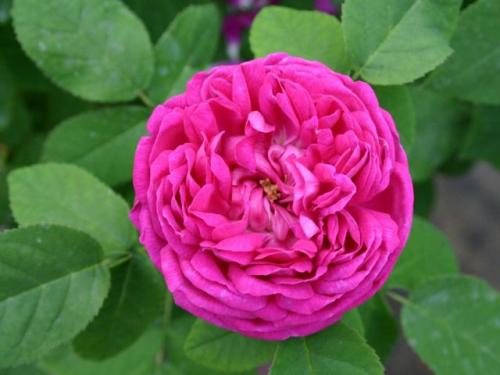 Топ 10 самых красивых роз. Самые красивые розы в мире