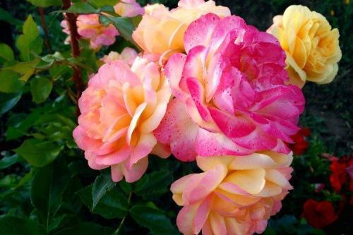 30 лучших сорта роз флорибунда. Роза флорибунда (60 фото): виды, посадка и уход в открытом грунте