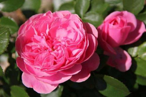 30 лучших сорта роз флорибунда. Роза флорибунда (60 фото): виды, посадка и уход в открытом грунте