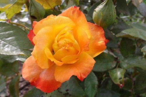 30 лучших сорта роз флорибунда. Роза флорибунда (60 фото): виды, посадка и уход в открытом грунте