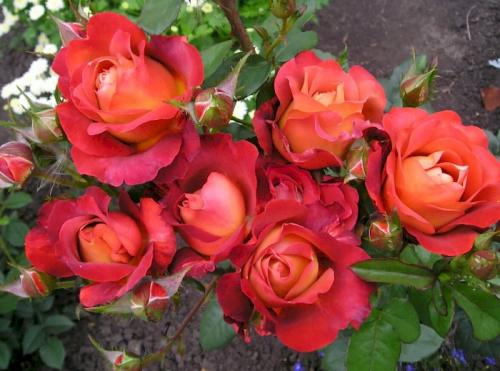 Розы кофейного цвета. Стоит ли сажать розу Кофе Брейк, плюсы и минусы сорта