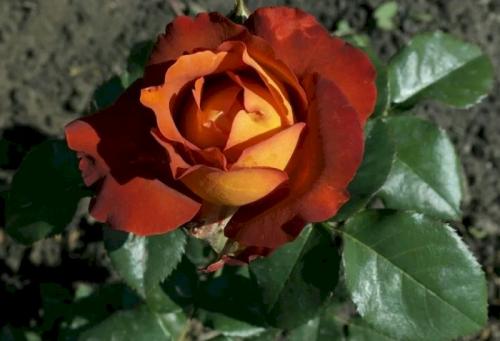 Розы кофейного цвета. Стоит ли сажать розу Кофе Брейк, плюсы и минусы сорта