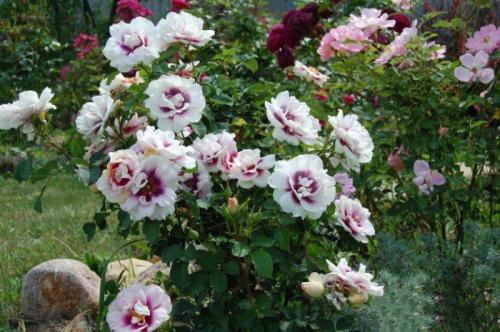 Роза гипноз посадка и уход. Роза Айс фо Ю (Rose Eyes for You) —, что это за сорт, история создания