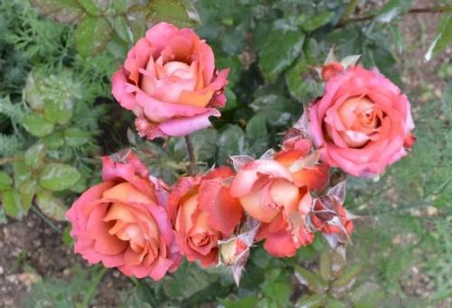 Розы кофейного цвета. Стоит ли сажать розу Кофе Брейк, плюсы и минусы сорта