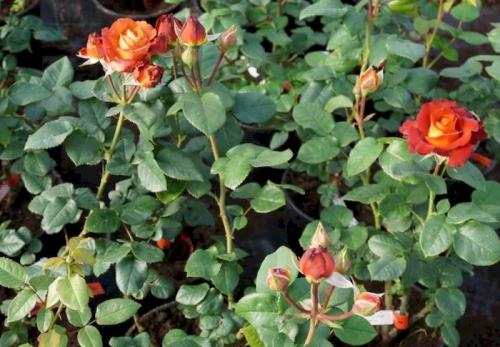 Розы кофейного цвета. Стоит ли сажать розу Кофе Брейк, плюсы и минусы сорта