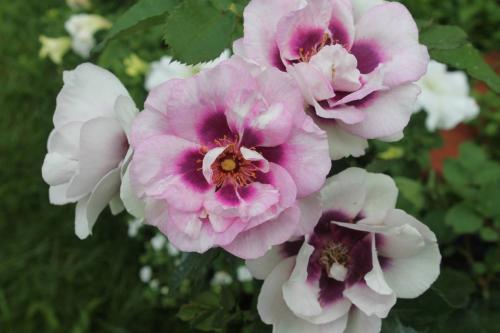 Роза гипноз посадка и уход. Роза Айс фо Ю (Rose Eyes for You) —, что это за сорт, история создания