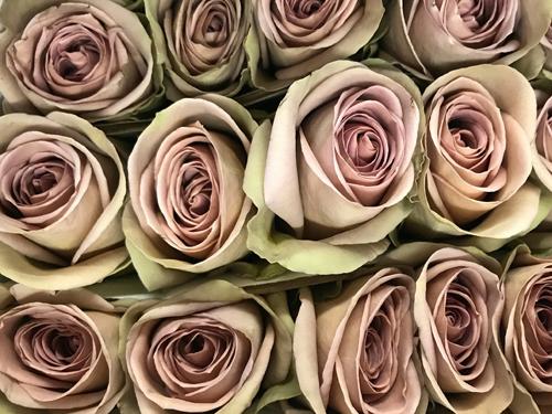 Роза Амнезия (Amnesia)