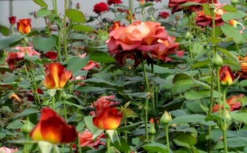 Розы кофейного цвета. Стоит ли сажать розу Кофе Брейк, плюсы и минусы сорта