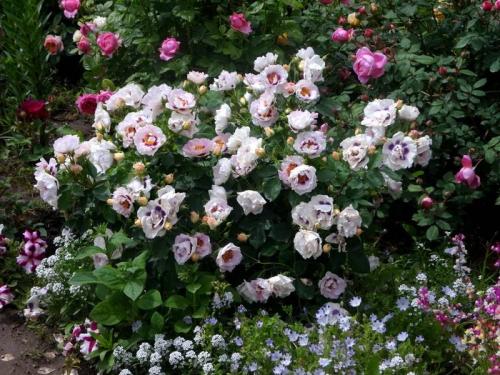 Роза гипноз посадка и уход. Роза Айс фо Ю (Rose Eyes for You) —, что это за сорт, история создания