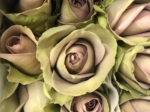 Роза Амнезия (Amnesia)