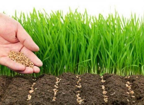 Подготовка почвы под картофель осенью. Подготовка земли под картофель c осени: пять слагаемых картофельного успеха в новом сезоне