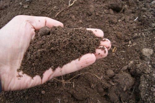 Когда лучше вносить навоз в почву под картофель. До посадки 02 Когда лучше вносить навоз в почву под картофель. До посадки 02