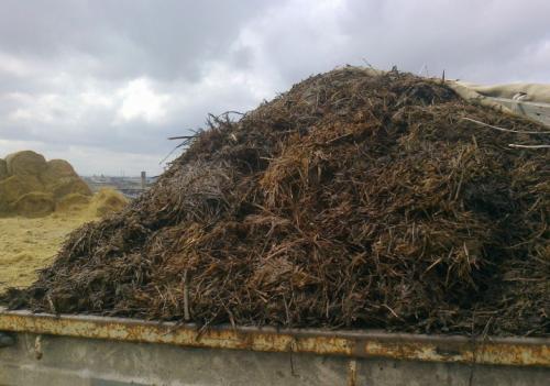 Когда лучше вносить навоз в почву под картофель. До посадки 01 Когда лучше вносить навоз в почву под картофель. До посадки 01