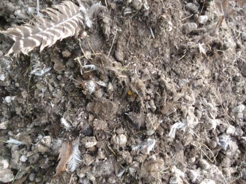 Когда лучше вносить навоз в почву под картофель. До посадки 03 Когда лучше вносить навоз в почву под картофель. До посадки 03