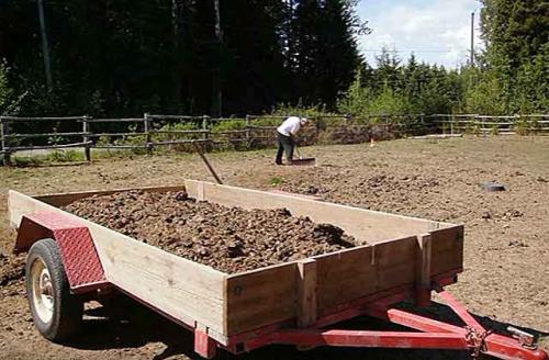 Свиной навоз для картофеля. Особенности разных видов свиного навоза