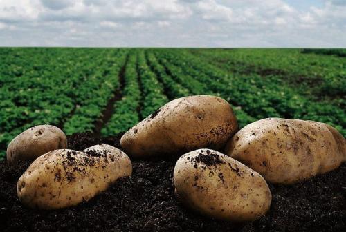 Подготовка почвы под картофель осенью. Подготовка земли под картофель c осени: пять слагаемых картофельного успеха в новом сезоне