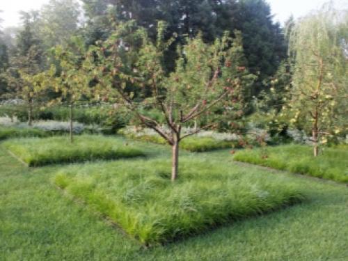 Когда лучше вносить навоз в почву под картофель. До посадки 05 Когда лучше вносить навоз в почву под картофель. До посадки 05