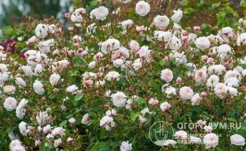 Непрерывно цветущие розы Остина. Особенности «остинок»