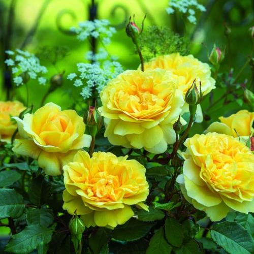 10 наиболее ароматных красивых роз в оранжево. Самые ароматные и душистые розы — 20 сортов с фото и описанием