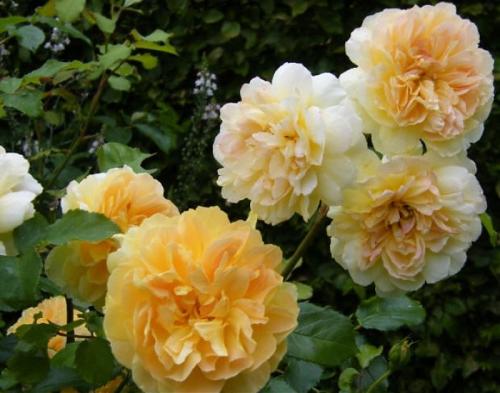 10 наиболее ароматных красивых роз в оранжево. Самые ароматные и душистые розы — 20 сортов с фото и описанием 10 10 наиболее ароматных красивых роз в оранжево. Самые ароматные и душистые розы — 20 сортов с фото и описанием 10