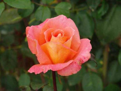 10 наиболее ароматных красивых роз в оранжево. Самые ароматные и душистые розы — 20 сортов с фото и описанием