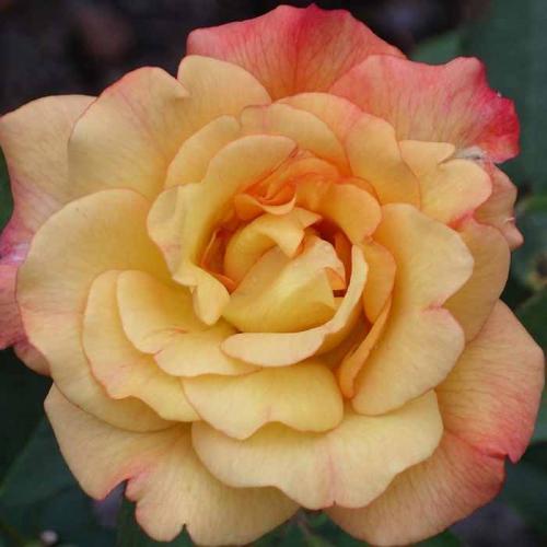 10 наиболее ароматных красивых роз в оранжево. Самые ароматные и душистые розы — 20 сортов с фото и описанием