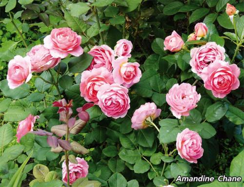 10 наиболее ароматных красивых роз в оранжево. Самые ароматные и душистые розы — 20 сортов с фото и описанием 14 10 наиболее ароматных красивых роз в оранжево. Самые ароматные и душистые розы — 20 сортов с фото и описанием 14