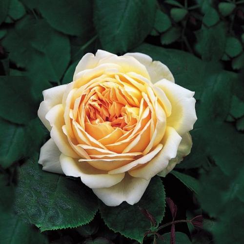 10 наиболее ароматных красивых роз в оранжево. Самые ароматные и душистые розы — 20 сортов с фото и описанием 07 10 наиболее ароматных красивых роз в оранжево. Самые ароматные и душистые розы — 20 сортов с фото и описанием 07