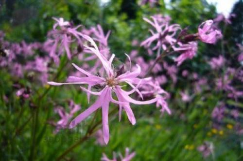 Кукушкин цвет трава. Ботаническое описание 04