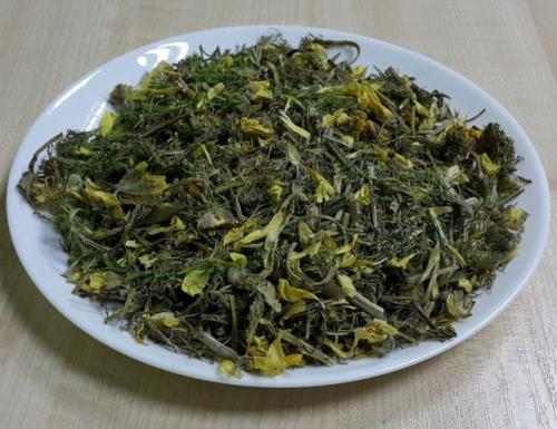 Горицвет. Полезные свойства растения адонис