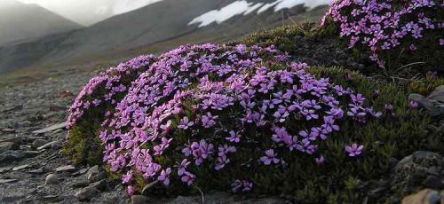 Смолёвка поникшая. Лечебные свойства и противопоказания смолевики в народной медицине