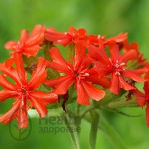 Кукушкин цвет трава. Ботаническое описание 02