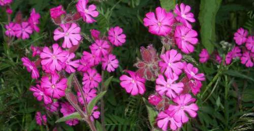 Смолёвка поникшая. Лечебные свойства и противопоказания смолевики в народной медицине