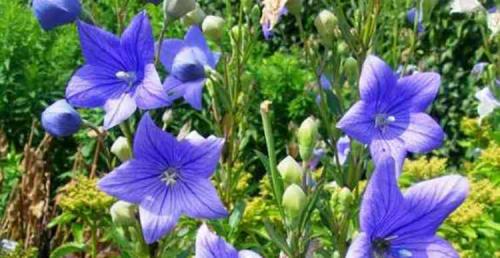 Смолёвка поникшая. Лечебные свойства и противопоказания смолевики в народной медицине