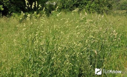 Ежа сборная описание. Ежа сборная: описание 02