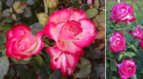 Топ 10 чайно-гибридных роз. 35 сортов чайно-гибридных роз