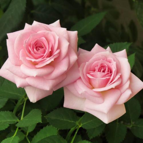 Лучшие сорта чайно-гибридных роз. Чайно-гибридные розы — 45 сортов с названиями и фото