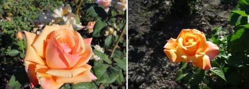 Топ 10 чайно-гибридных роз. 35 сортов чайно-гибридных роз